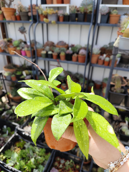 Hoya carnosa
