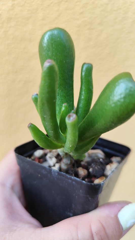 Crassula Hobbit