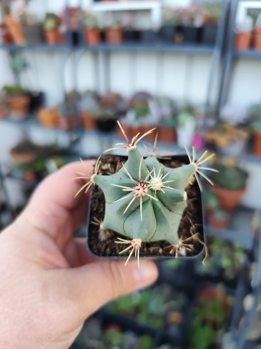 Ferocactus histrix