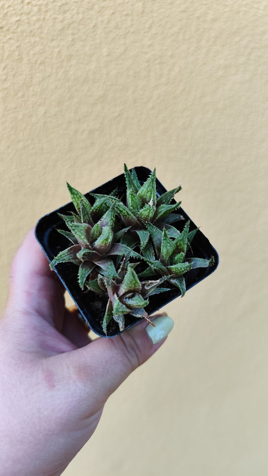 Haworthia guttata