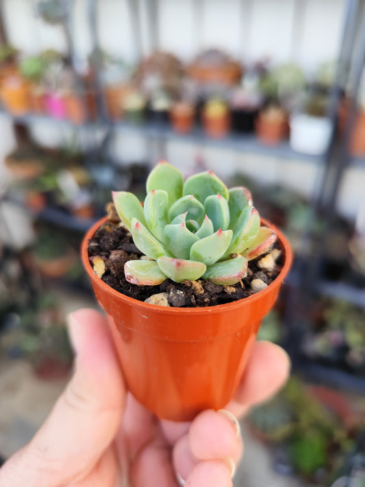 Echeveria sp