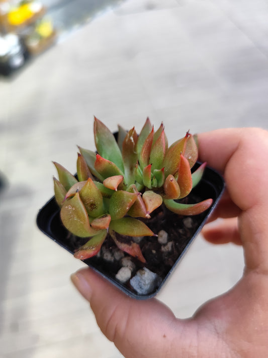 Echeveria agavoides crestata