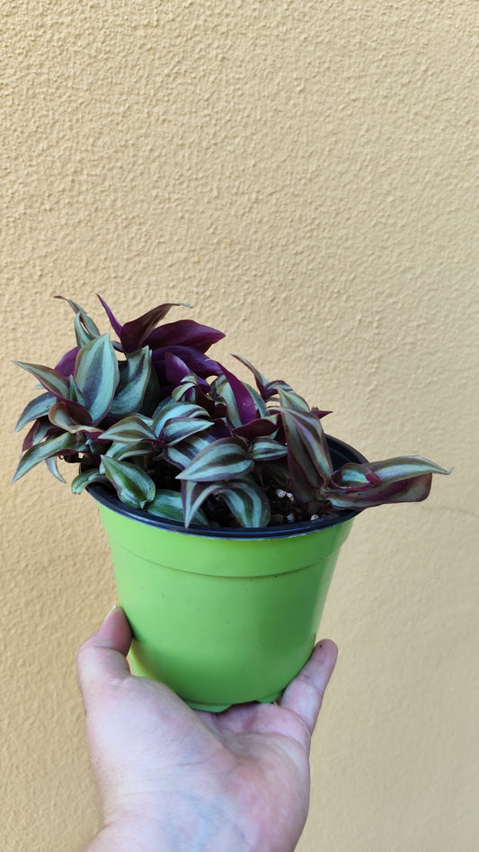 Tradescantia zebrina
