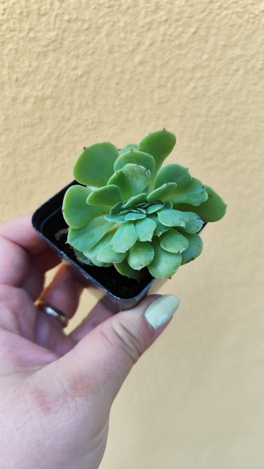 Echeveria quasimodo crestata