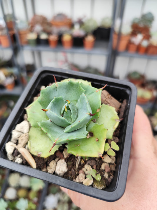 Agave potatorum
