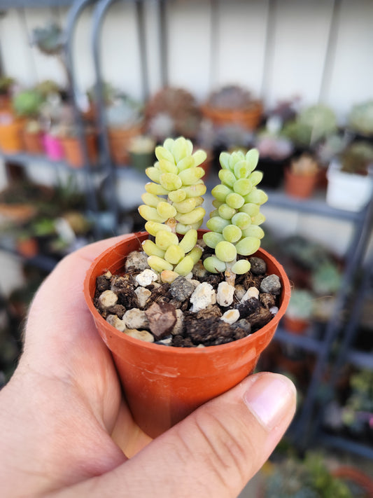 Sedum burrito