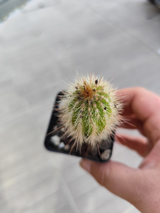 Pilosocereus