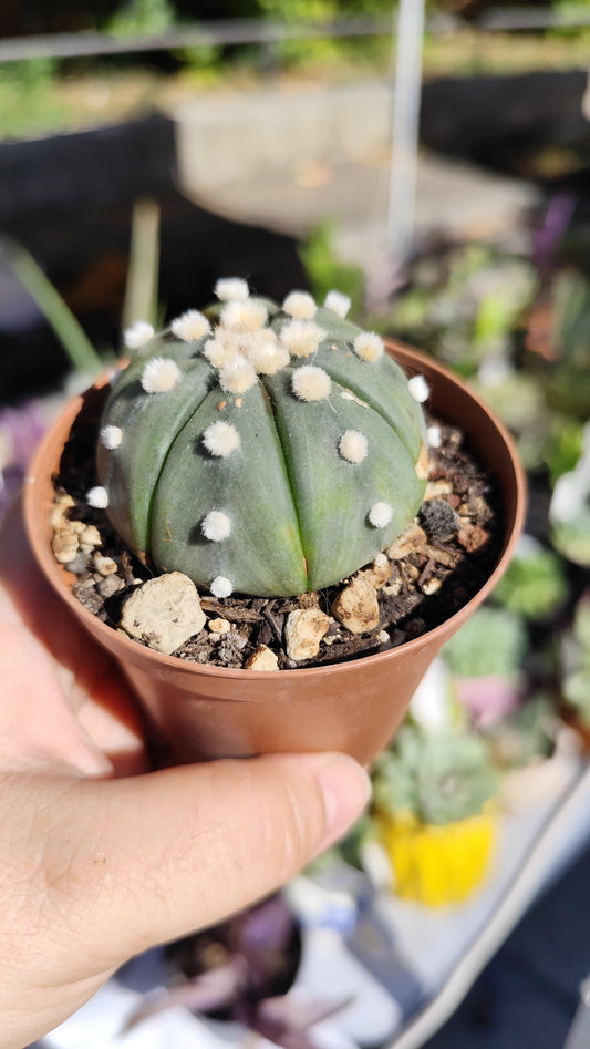 Astrophytum asterias