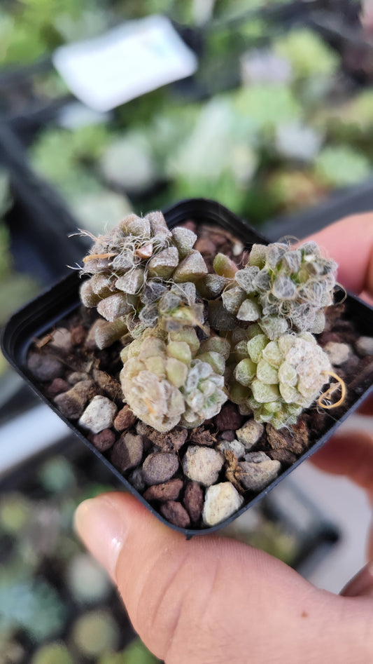 Anacampseros baeseckei